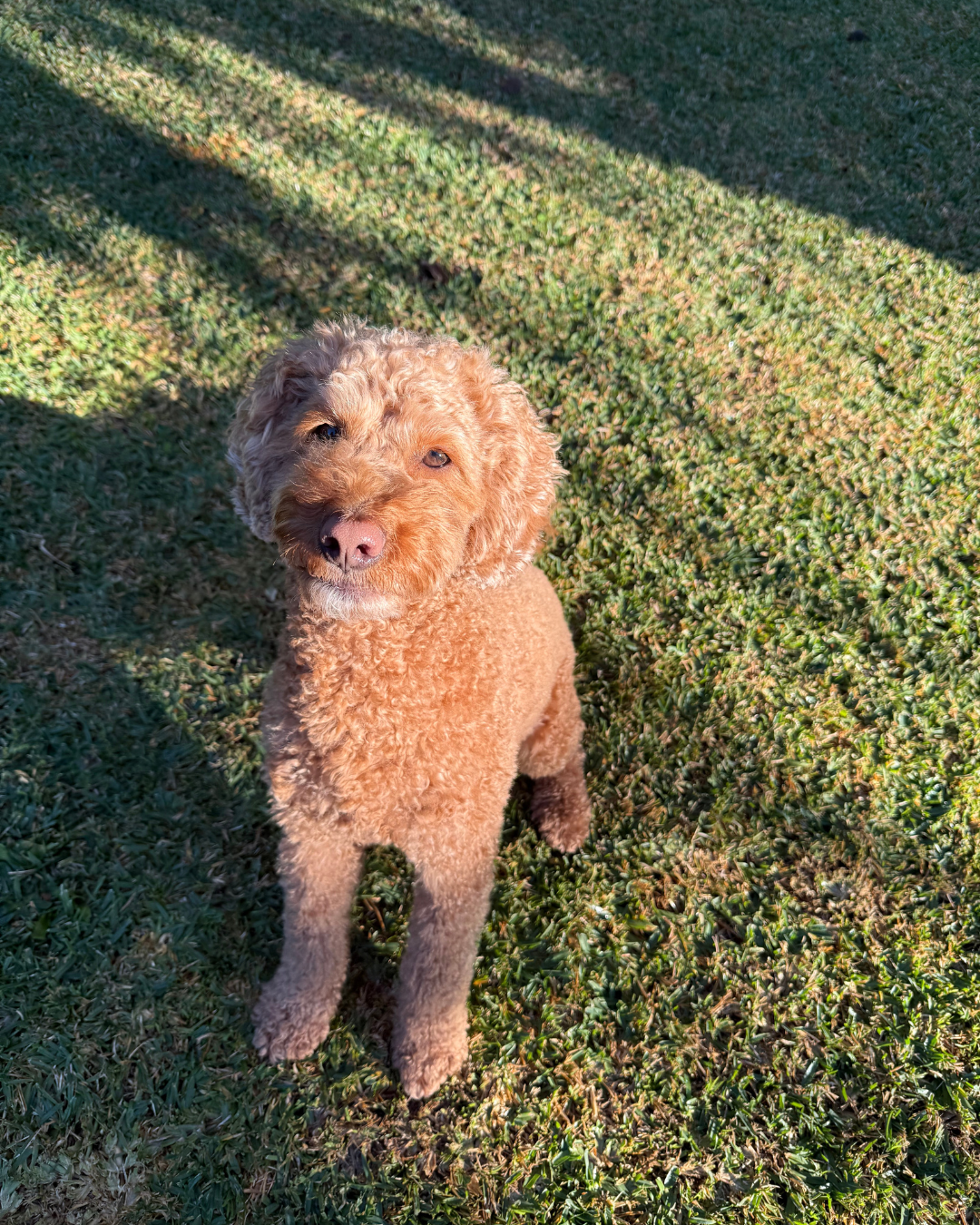 Leo’s Story: Combatting The Pesky Itch