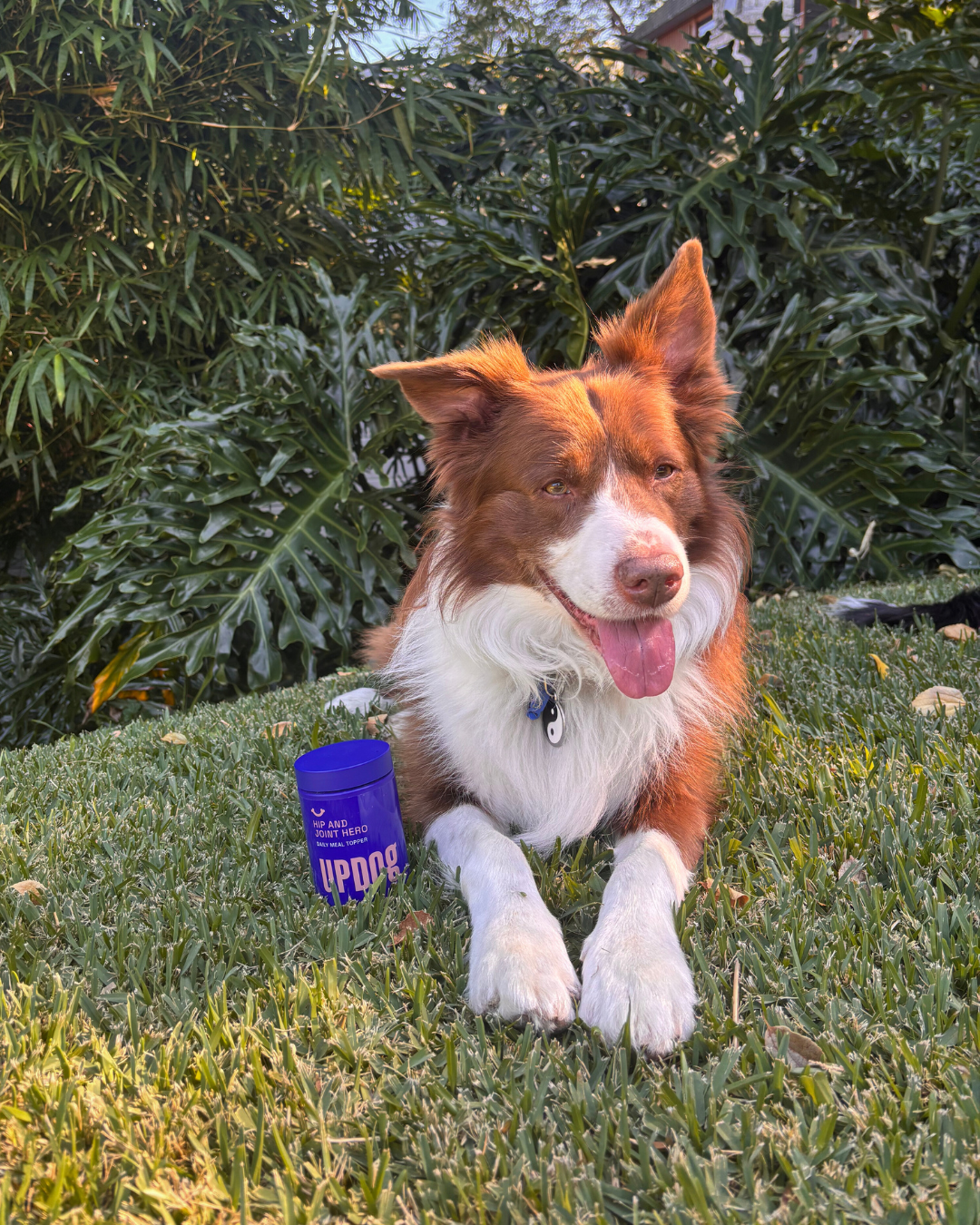 Ponyo’s Story: From Stiff Joints to Backyard Zoomies