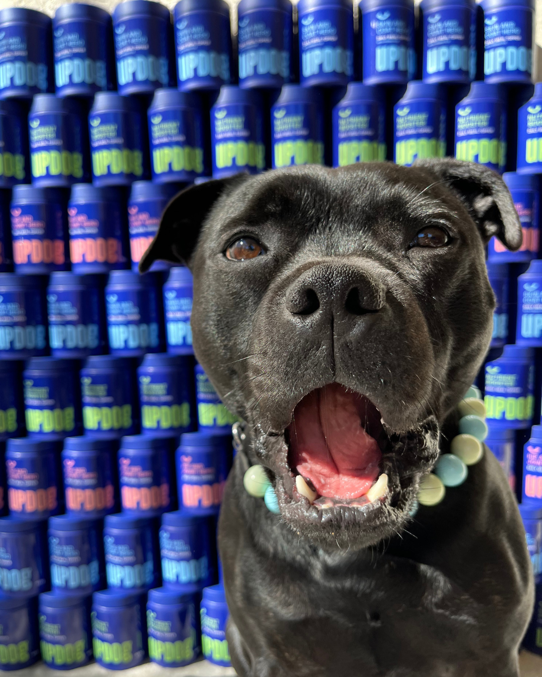 Vegemite’s Story: The Stubborn Staffy Rash