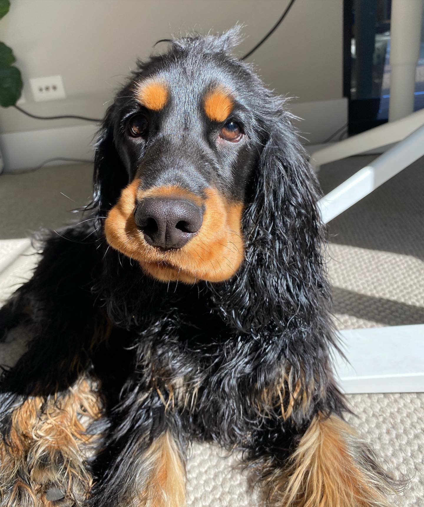 Winston's Story: Soothing the Chronic Itch