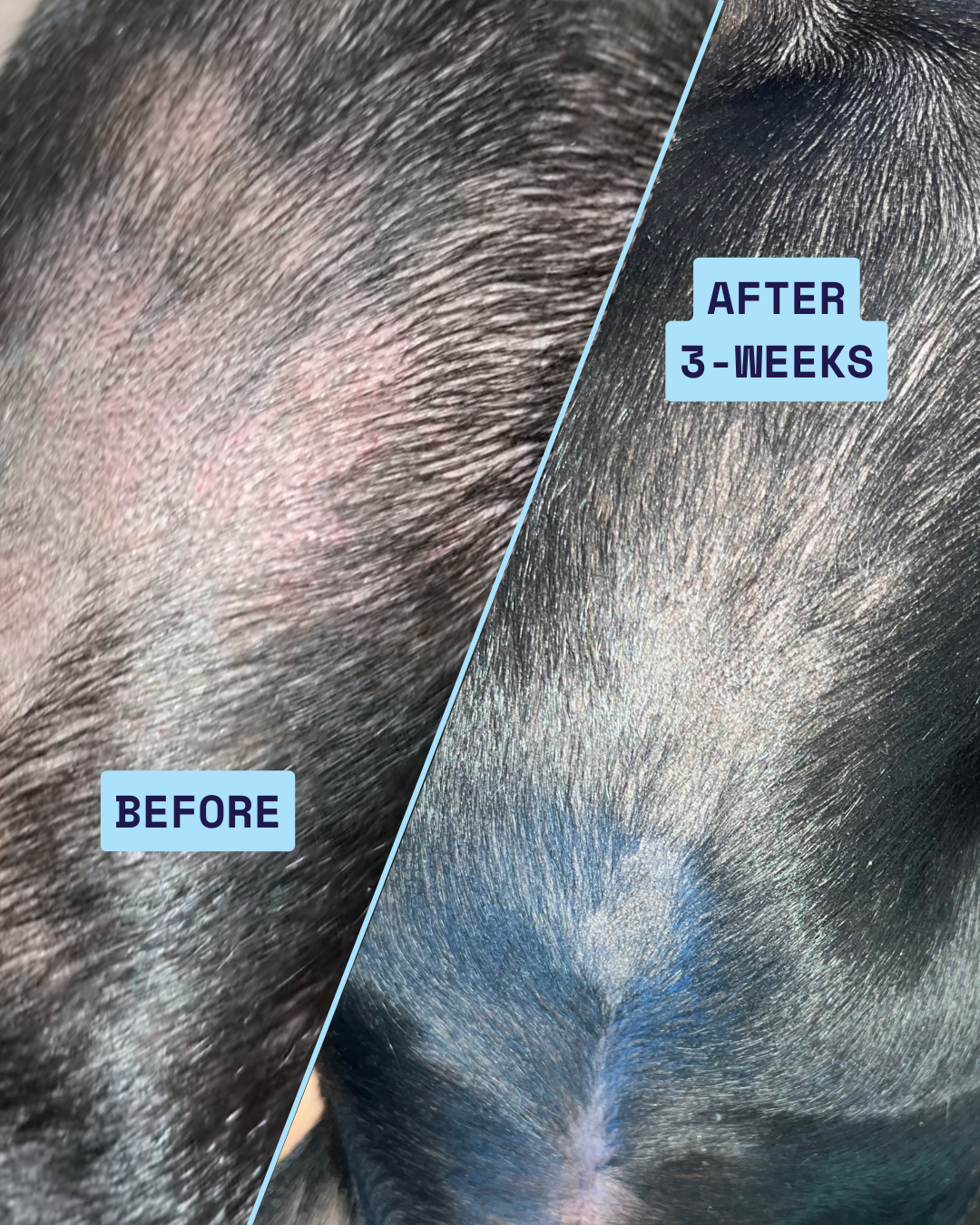 Before and after comparison of a dog's skin rash on a close-up of fur. Dog used Skin and Coat Hero by Updog to heal allergies - a natural dog supplement made in Australia.