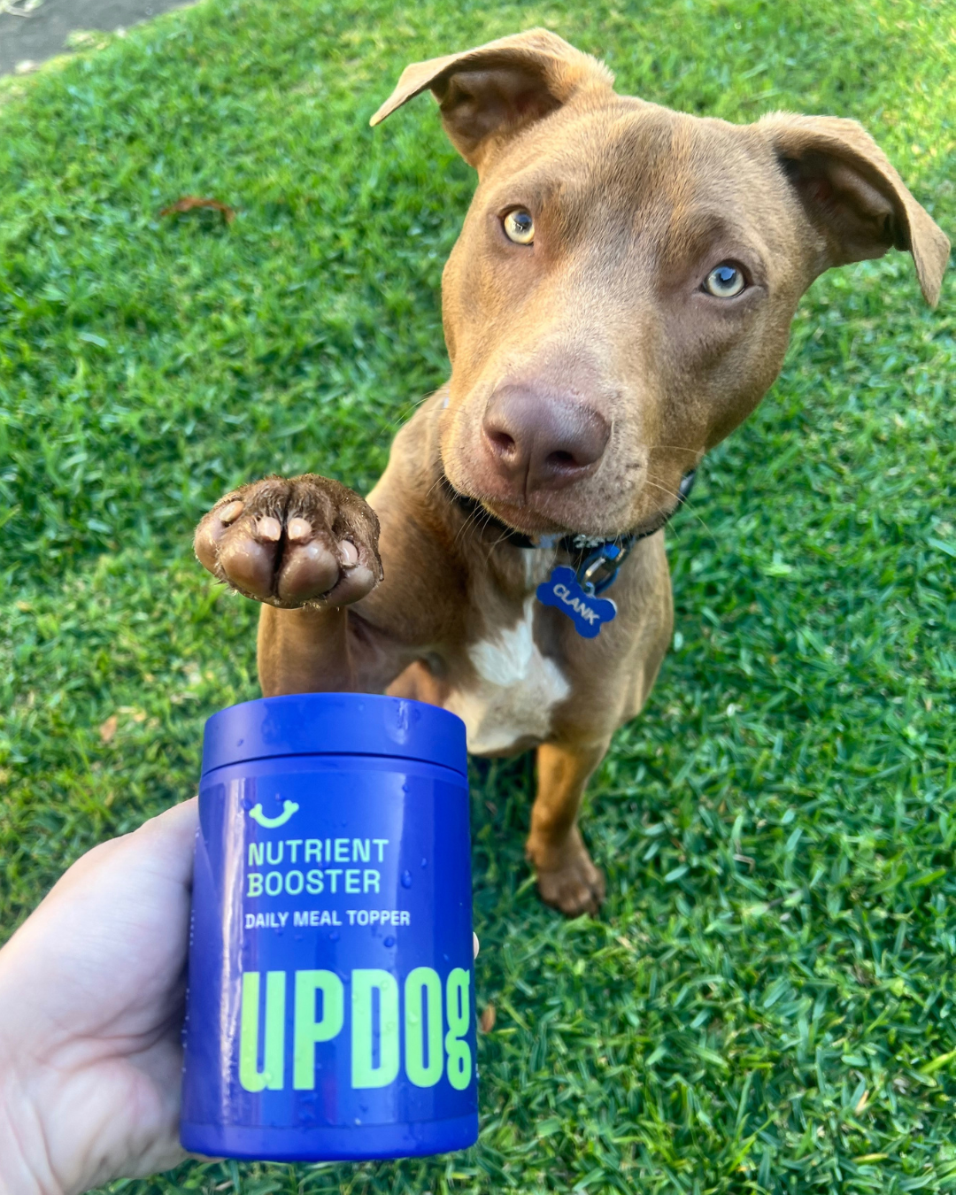 Dog with a paw raised, holding a blue Updog Nutrient Booster supplement container on grass.