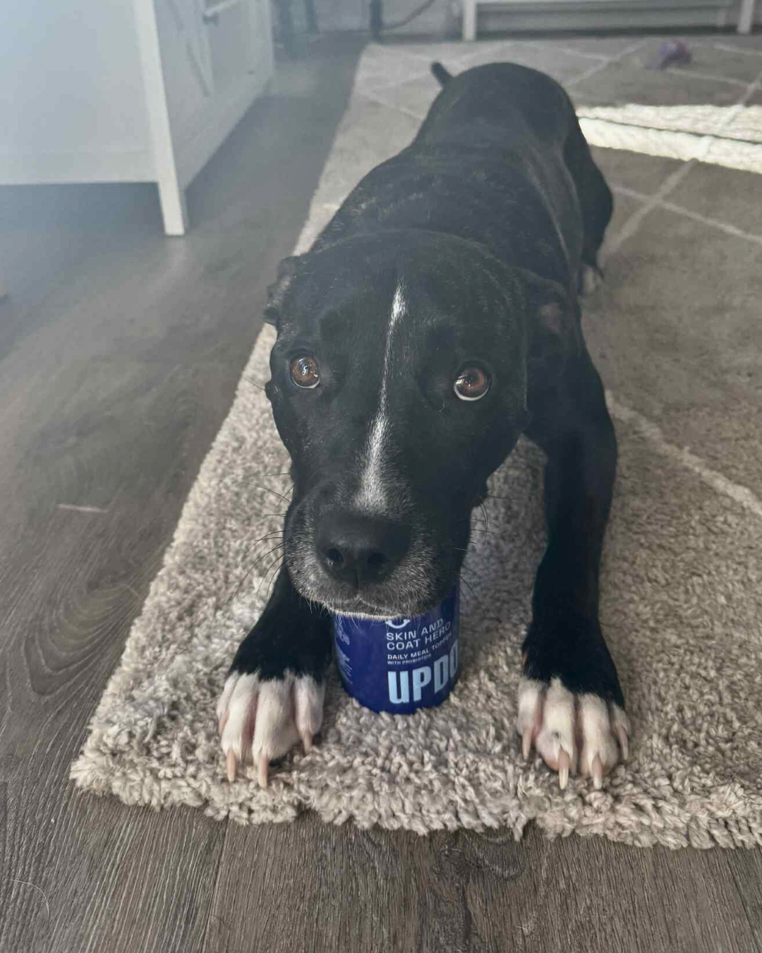Black Staffy dog holding a blue Updog Supplements container that supports skin conditions and allergy flare-ups.