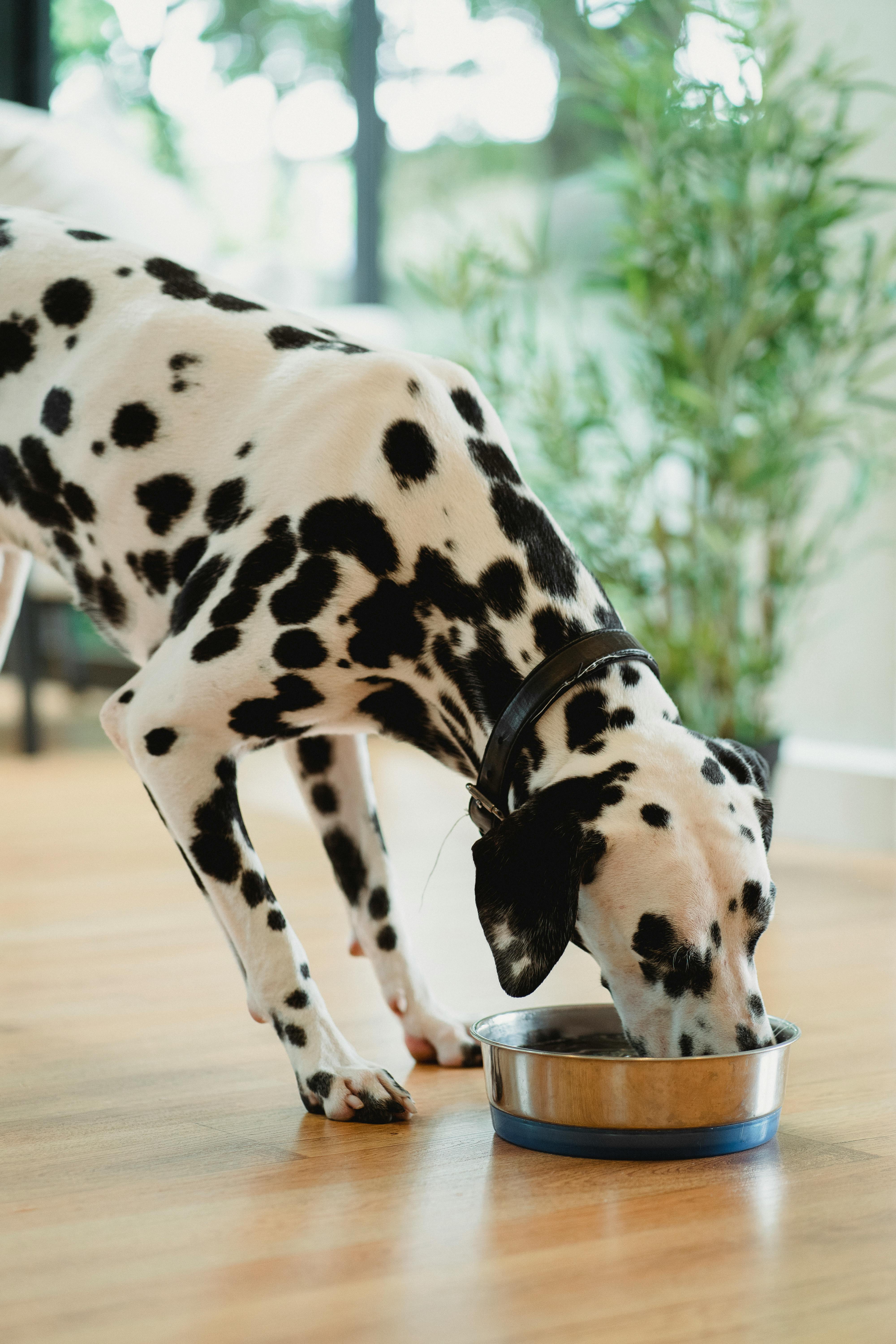 Dalmatian eating Updog from a bowl