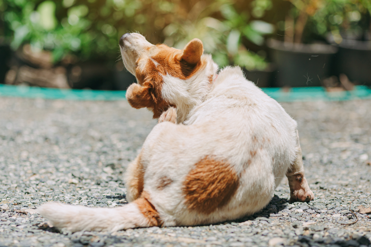 Dog Itchy Skin Treatments That Work
