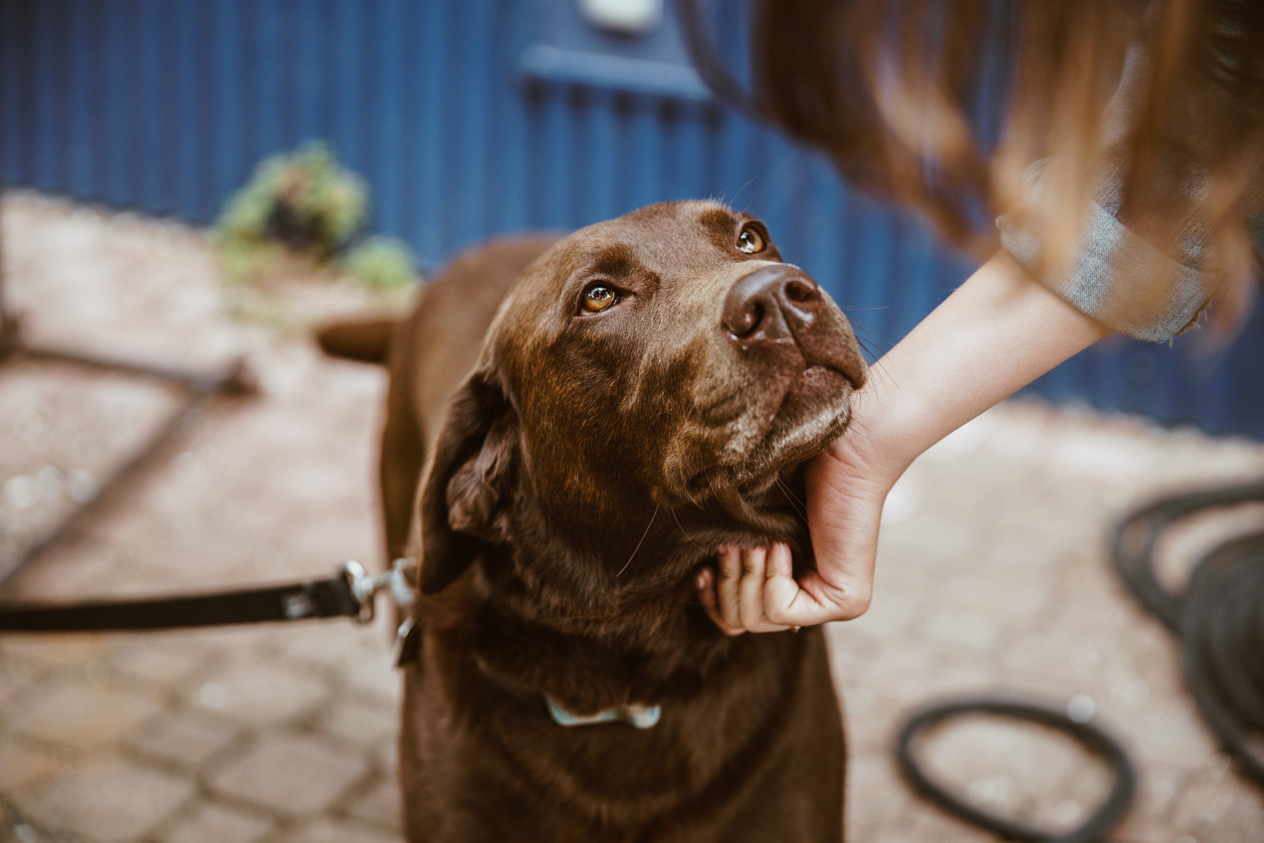 Best Treatment for Arthritis in Dogs