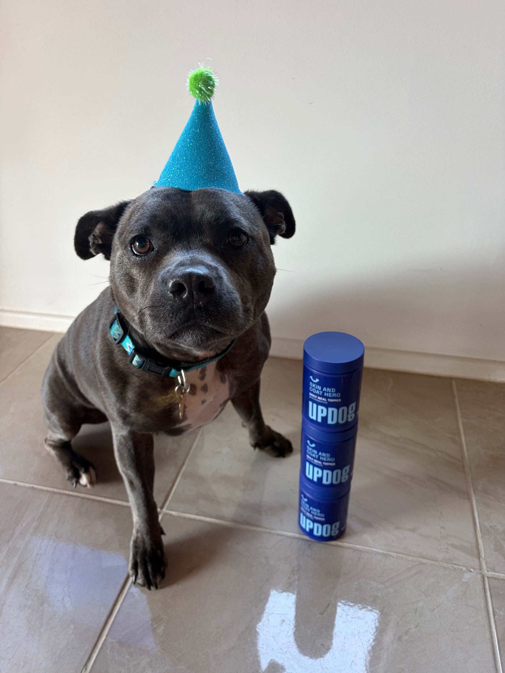 Chilli The Rescue's Story: A Hair Regrowth Journey