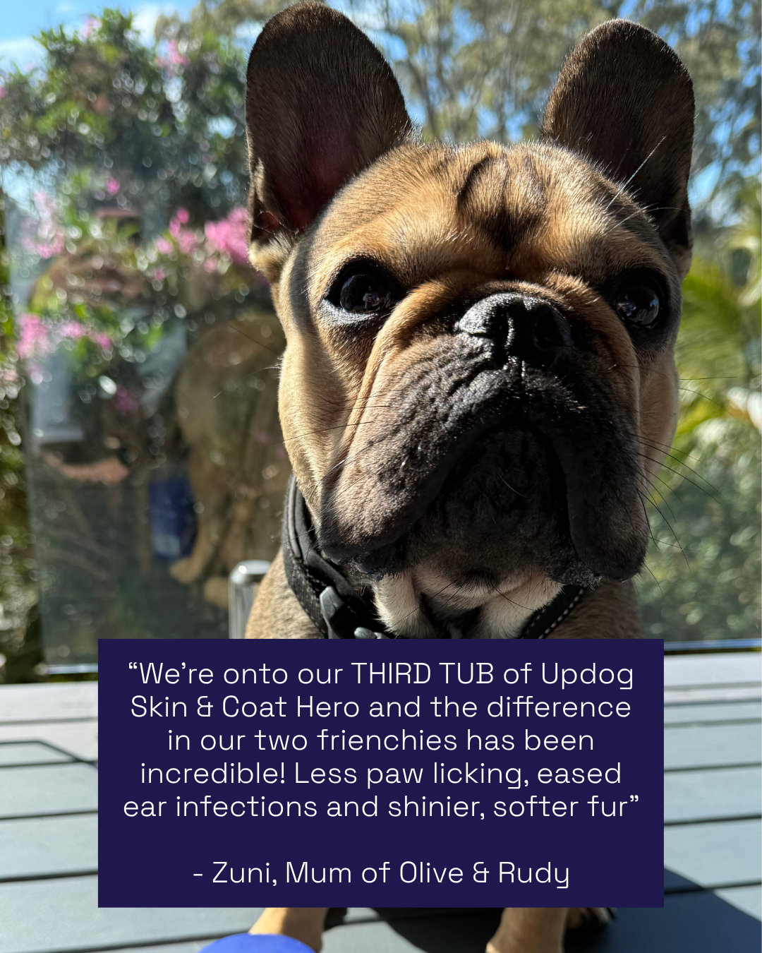 French Bulldog reviewing a dog supplement that supports dog skin issues.